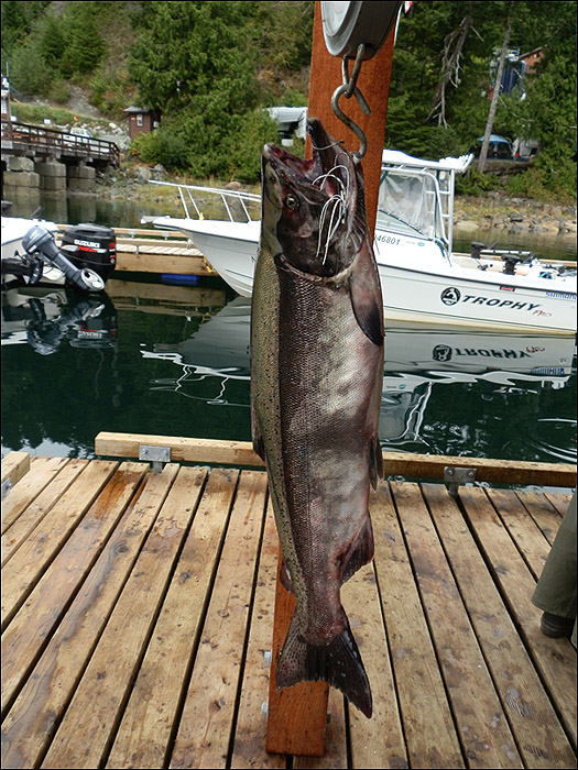 Salmon caught on Supertackle fishing hoochies