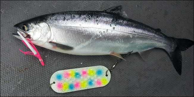 Kokanee trout caught on a hoochie lure